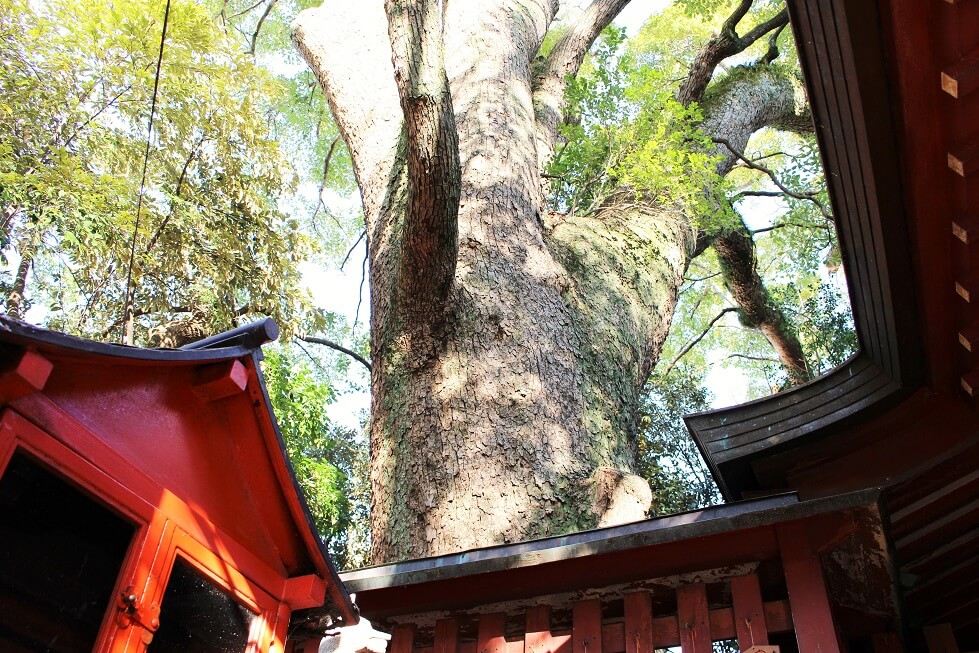 赤えいが宿ったという樹齢約800年の楠木の御神木