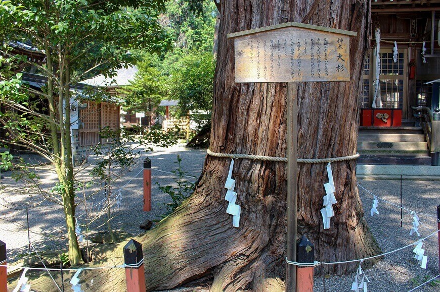 賀茂神社の御神木は樹齢1000年程の杉
