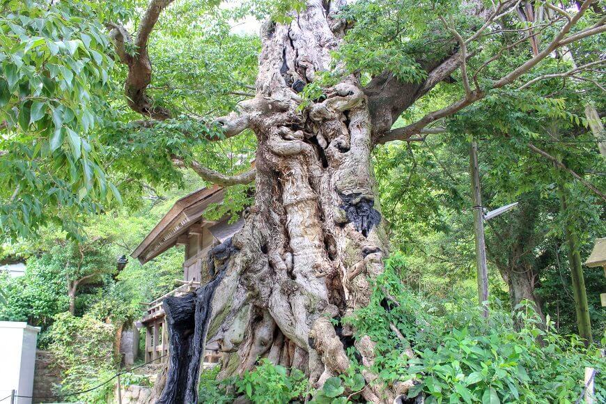 出雲大社の御神木　樹齢1000年程のムクの木