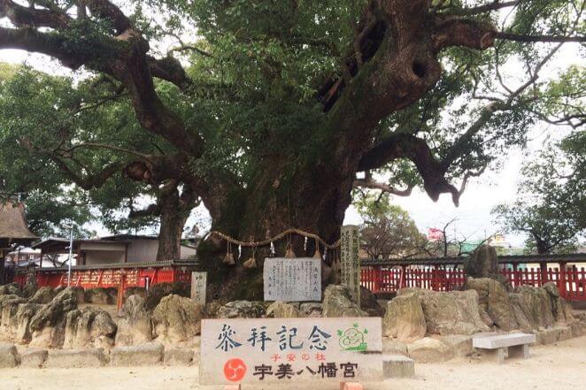 宇美八幡宮の御神木