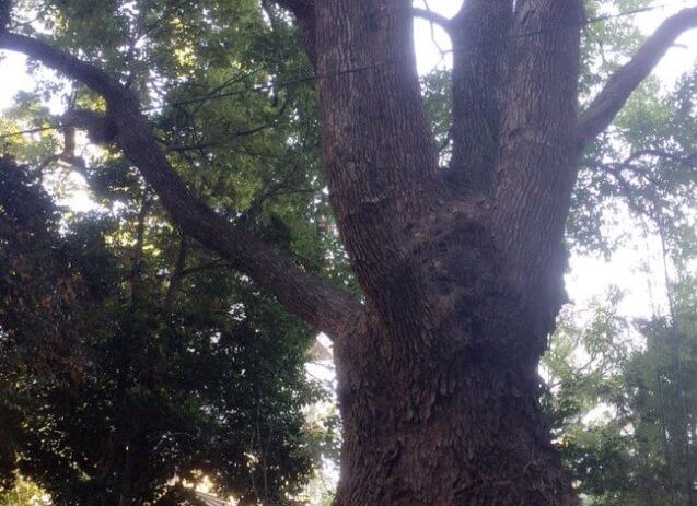 東京都にある玉川神社（世田谷区等々力）のアクセス、住所、電話番号などの説明です。